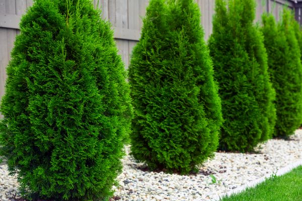 Arborvitae Planting in Van Nuys