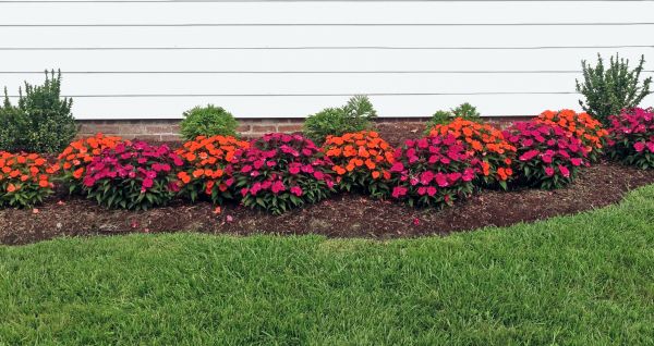 Flower Bed Weeding Service in Van Nuys