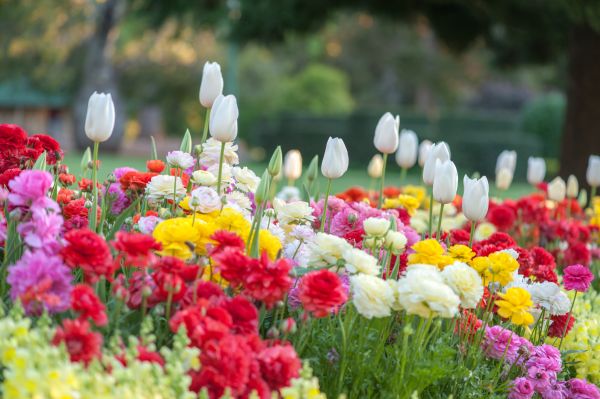 Gardening Service in Van Nuys