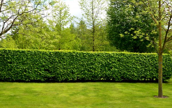 Hedge Planting in Van Nuys