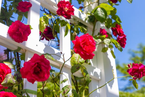 Home Gardening Service in Van Nuys