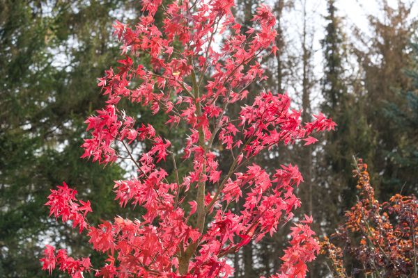 Japanese Maple Planting in Van Nuys
