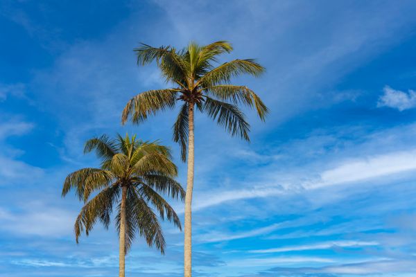 Palm Tree Planting in Van Nuys