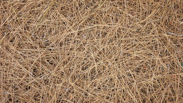 Pine Needles Delivery in Van Nuys