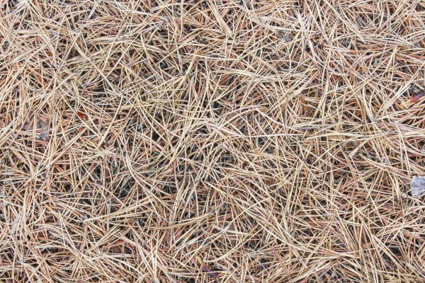 Pine Straw Installation in Van Nuys