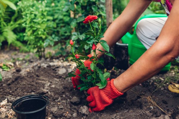 Planting Service in Van Nuys