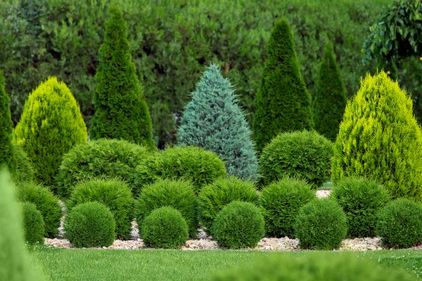 Shrub Replacement in Van Nuys