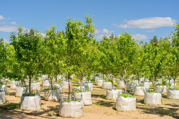 Tree Planting Service in Van Nuys