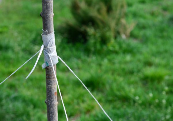 Tree Staking Service in Van Nuys