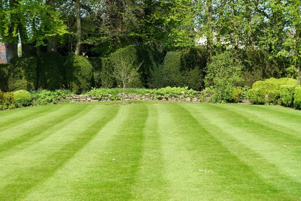 Lawn Renovation in Van Nuys