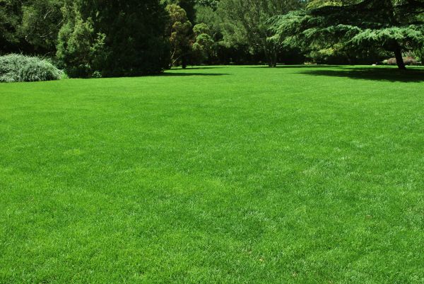 Lawn Landscaping in Van Nuys