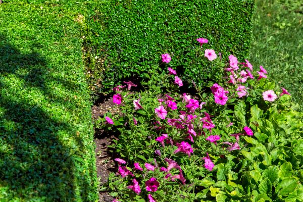 Softscaping Service in Van Nuys