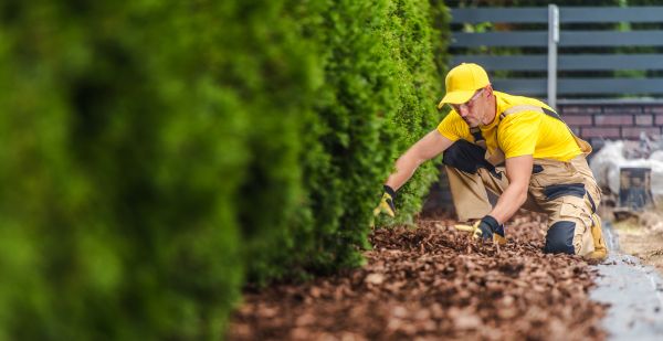 Cypress Mulch Installation in Van Nuys