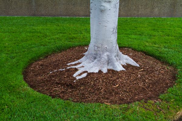 Brown Mulch Installation in Van Nuys