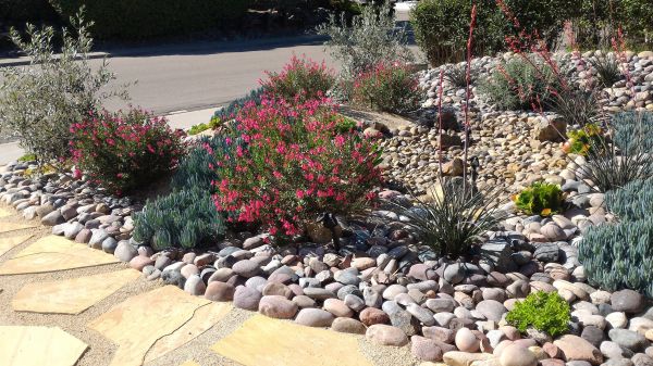 Xeriscape Landscaping in Van Nuys