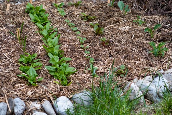 Mulch Service in Van Nuys