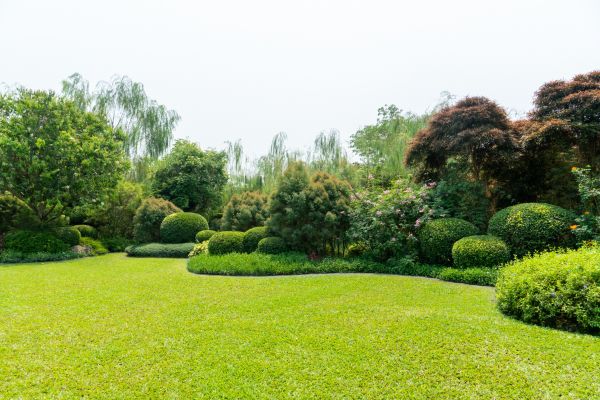 Tree Landscaping in Van Nuys