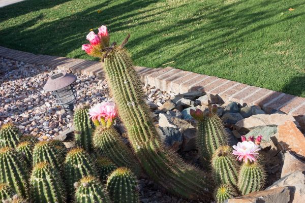 Desert Landscaping in Van Nuys