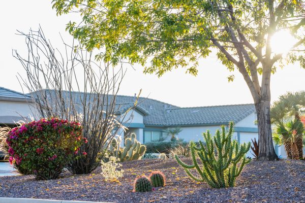 Dryscape Landscaping in Van Nuys