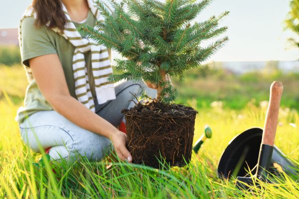 Spruce Tree Planting in Van Nuys