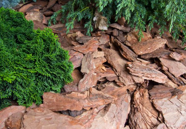 Pine Bark Installation in Van Nuys