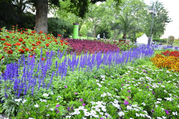 Perennials Planting in Van Nuys