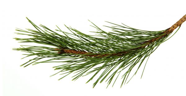 Pine Needles Installation in Van Nuys