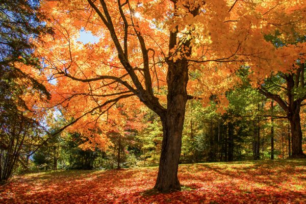 Maple Tree Planting in Van Nuys