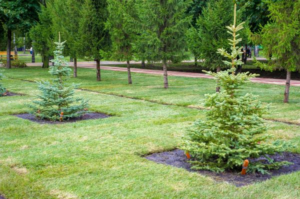Privacy Trees Planting in Van Nuys
