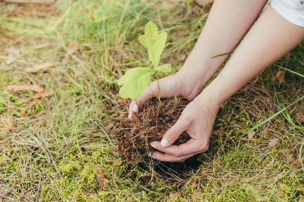 Oak Tree Planting in Van Nuys