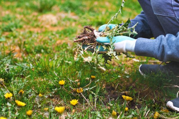 Flower Bed Clearing in Van Nuys