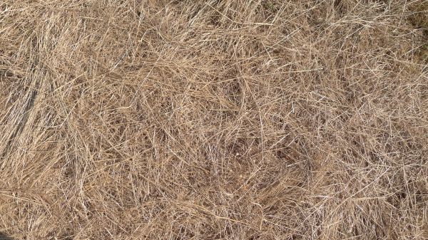 Pine Straw Replacement in Van Nuys