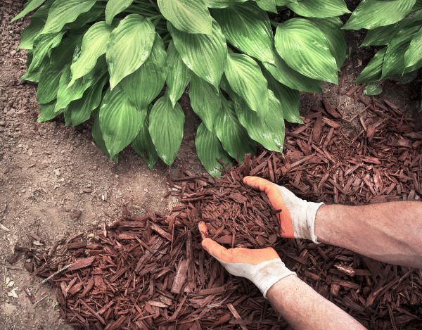Bark Spreading in Van Nuys