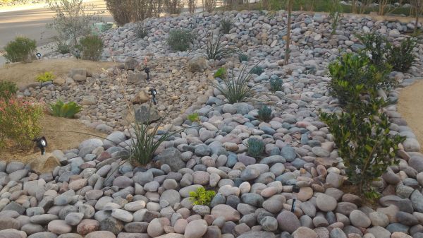 Yard Xeriscaping in Van Nuys