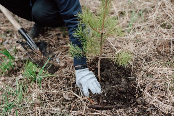 Pine Tree Planting in Van Nuys