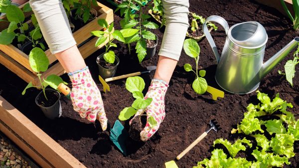 Garden Bed Installation in Van Nuys