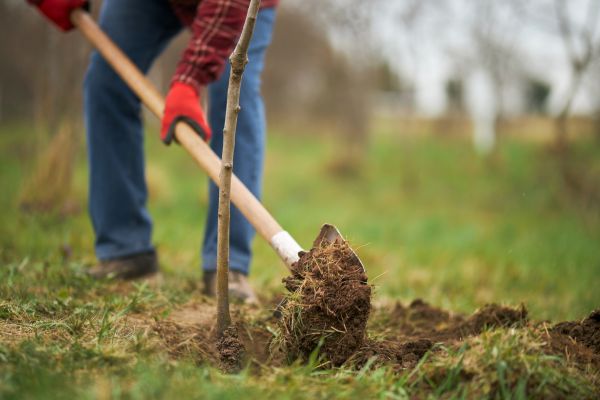 Trees Planting in Van Nuys