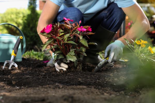 Plant Replacement in Van Nuys