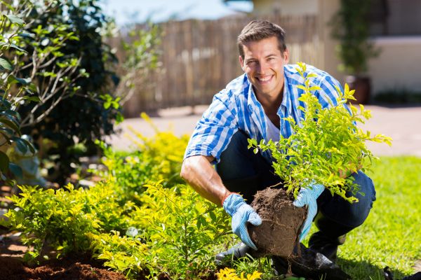 Shrub Landscaping in Van Nuys
