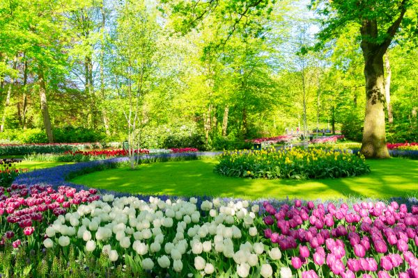 Flower Landscaping in Van Nuys