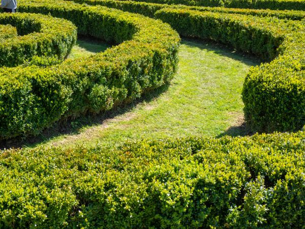 Bush Landscaping in Van Nuys