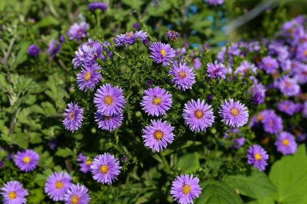 Perennial Flower Planting in Van Nuys