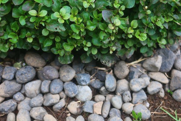 River Stone Installation in Van Nuys