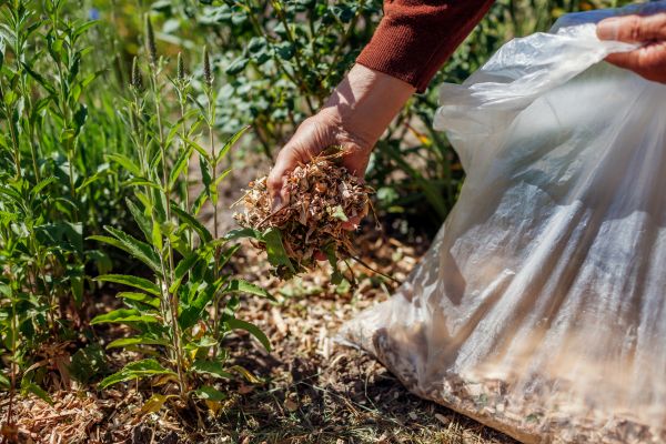 Wood Mulch Installation in Van Nuys