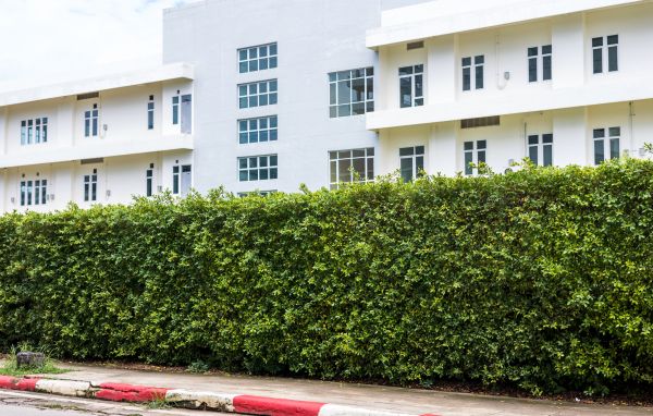 Privacy Landscaping in Van Nuys