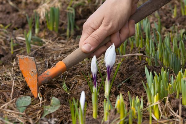 Flower Garden Weeding in Van Nuys