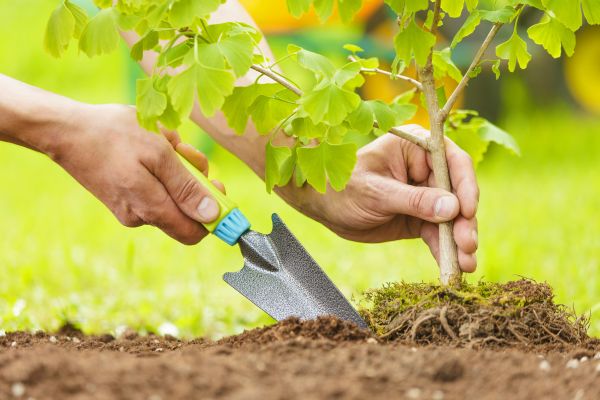 Fruit Tree Planting in Van Nuys