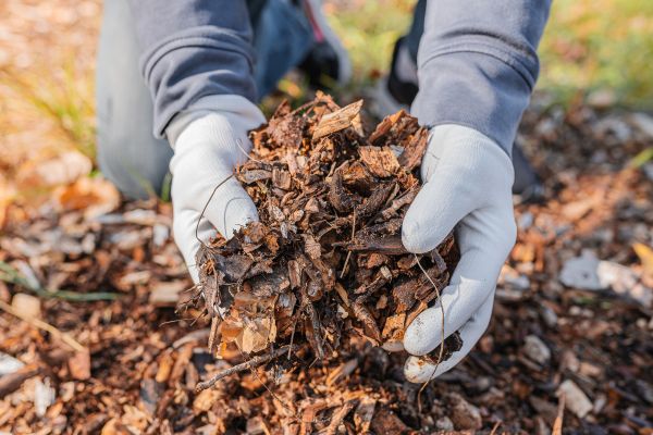 Shredded Mulch Installation in Van Nuys