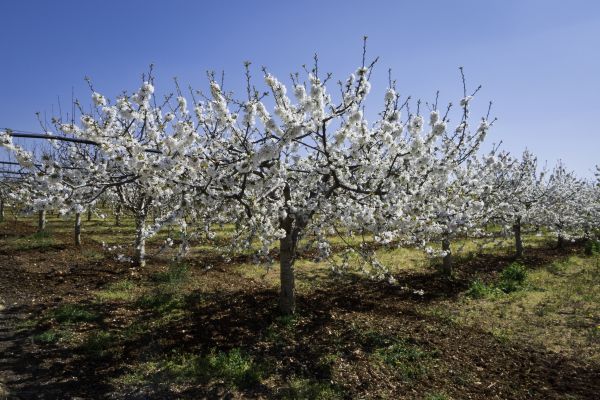 Orchard Planting in Van Nuys