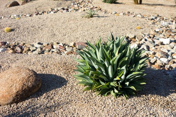 Xeriscaping Service in Van Nuys